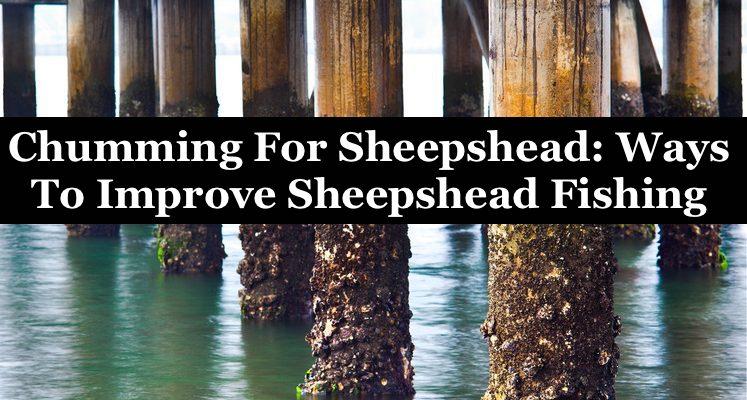 Sheepshead Candy. Chum & They Will Come. #sheepshead #fishing #floridalife  #guyanese #bait 