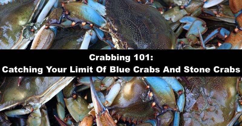 Jeff's Captivating Guide to Crab Fishing - Tips and Techniques for Catching  Crabs and Going Crabbing