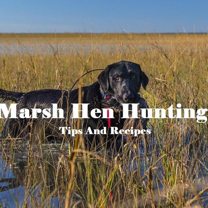 Marsh Hen Hunting: Tips and Recipes