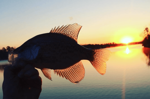 Crappie Fishing: Ultimate Guide for Catching More Crappie– Hunting