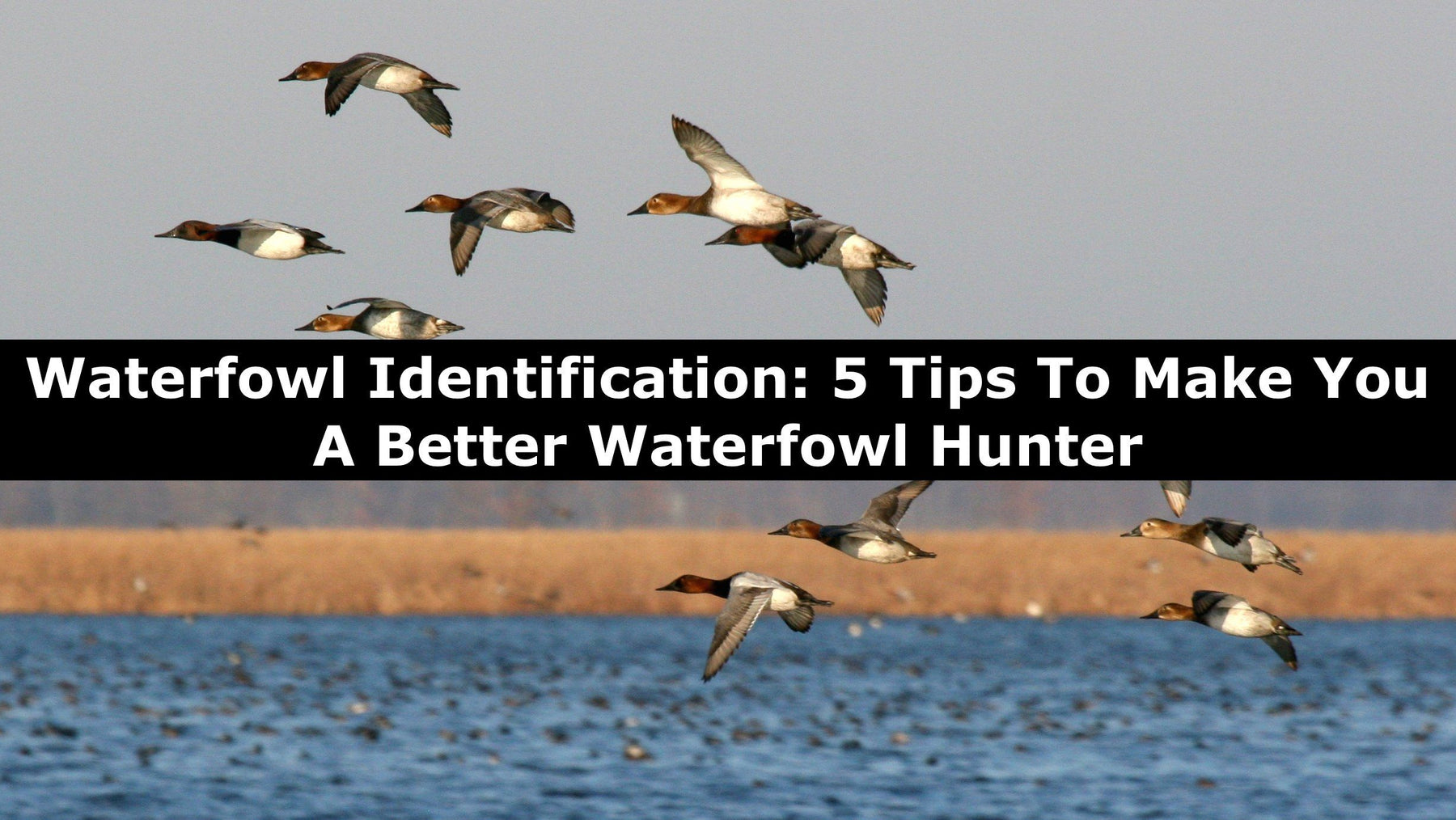 Waterfowl Identification