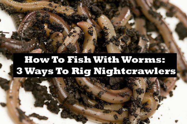 How to Rig Live Worms - 3 Effective Ways 